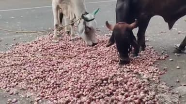 मंदसौर: लालघाटी मंडी में प्याज के कम दाम मिलने से किसानों ने मंडी परिषद में ही छोड़े प्याज, मवेशी खा रहे