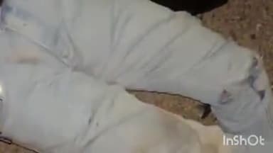 श्योपुर: भैंस से टकराई बाइक, एक युवक की मौत, दूसरा घायल, मानपुर पुलिस जांच में जुटी