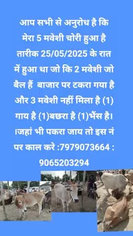 #sikty प्रखंड का दो बैल एक गाय एक भैंस चोरी हुआ था