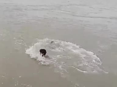 धनौरा: रील बनाने के चक्कर में डूबा युवक, गजरौला के तिगरी गंगा धाम का मामला, लाइव वीडियो हुआ वायरल