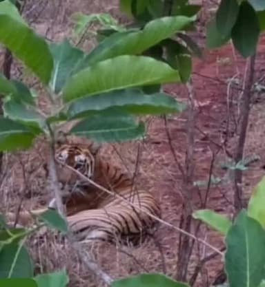 बाबई: रातापानी के जंगल से लापता बाघ का पता नहीं, रेस्क्यू के लिए 2 हाथी और 150 जवान करेंगे टाइगर रेस्क्यू
