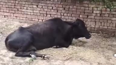 अम्बाला: बराड़ा दहिया माजरा मार्ग पर गाय पड़ी है, उठने में असमर्थ, लोगों ने गौशाला से उपचार की अपील की