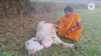 कर्रा: कोड़ाकेल गांव में वज्रपात से एक मवेशी की मौत
