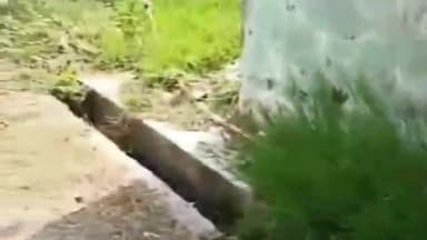 रामपुर: आसरा कॉलोनी से अवैध तबेला हटाने व गंदगी को दूर करने की मांग को लेकर 1व्यक्ति ने जिलाधिकारी के यहां की शिकायत #jansamasya