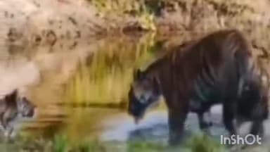 पलिया: दुधवा नेशनल पार्क में बाघ, गेंडा, हाथी समेत जंगली वन जीवन को सता रही गर्मी, वीडियो हुआ वायरल