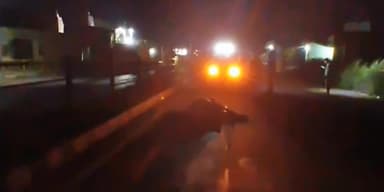 बागपत: डौला गांव में तेज रफ्तार टैंपो की टक्कर से गोवंश की हुई मौत, ग्रामीणों की सूचना पर मौके पर पहुंची पुलिस