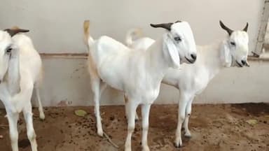 बकरा ईद के नजदीक आते ही बकरों की कीमतों में उछाल, बाजार में कमी की वजह से बढ़ी चिंता