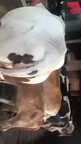 डायरी फार्म हाउस तेलों को निरीक्षण करते हुए कैलाश गिरि समाजिक कार्यकर्ता बोकारो जिला झारखंड