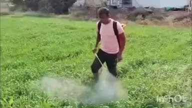 चांदवड: चांदवड तालुक्यातील शिंगवे रायपुर परिसरामध्ये गहू पिकावर मावा करपा रोगाचा प्रादुर्भाव