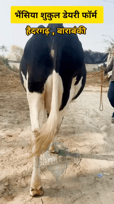 भयशिहा शुक्ल डेयरी फार्म, हैदरगढ़, बाराबंकी

#DairyFarm #GaavBhains #KisanBhai #Barabanki #Haidergarh