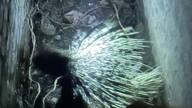 દહેગામ: દહેગામના સોલંકી વાસમાં શાહુડી આવી જતાં ફાયર બ્રિગેડ દ્વારા રેસ્ક્યુ કરવામાં આવ્યું