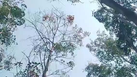 திருவட்டாறு: பேச்சுப்பாரை,கோதையார் உட்பட ரப்பர் தோட்டங்களில் இலையுதிர் காலம்.பால் வெட்டும் பணிகள் நிறுத்தம்.