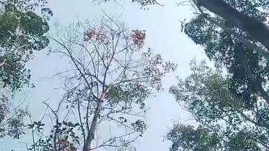 திருவட்டாறு: பேச்சிப்பாறை,கோதையார் பகுதியில் இலையுதிர் காலம் ரப்பர் பால் வெட்டும் பணி நிறுத்தம்