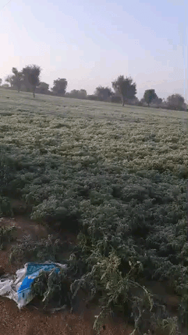 sudsar bikaner.