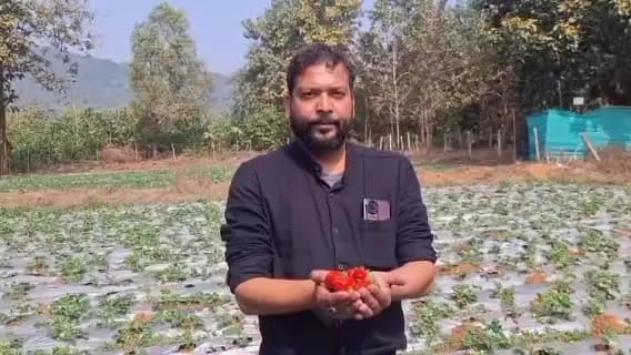 ଓଡିଶା ରୁ ବିଦେଶ ପ୍ରଥମ ଥର ଷ୍ଟ୍ରବେରୀ ଢେଙ୍କାନାଳ ରୁ ଗଲା ବିଦେଶ