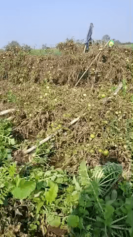 ग्राम बोरडी मॉल नाम कोमल यादव जिला खड़ावा तहसील पुनासा