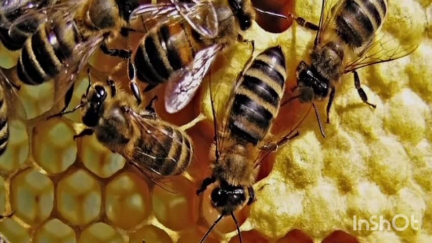 नागभिर: मधमाशींचा हल्ल्यात पाच जण जखमी, गंगासागर 
हेटी गावातील घटना