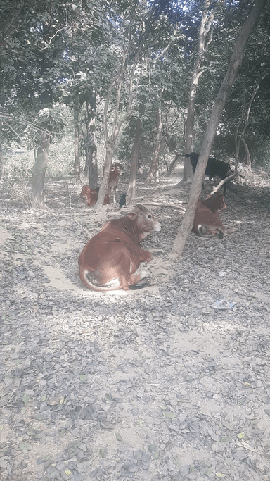 आंवारा गो वंशज से पीड़ित पूरा ग्राम पंचायत सुलेमापुर #graminjagran #graminsamachar