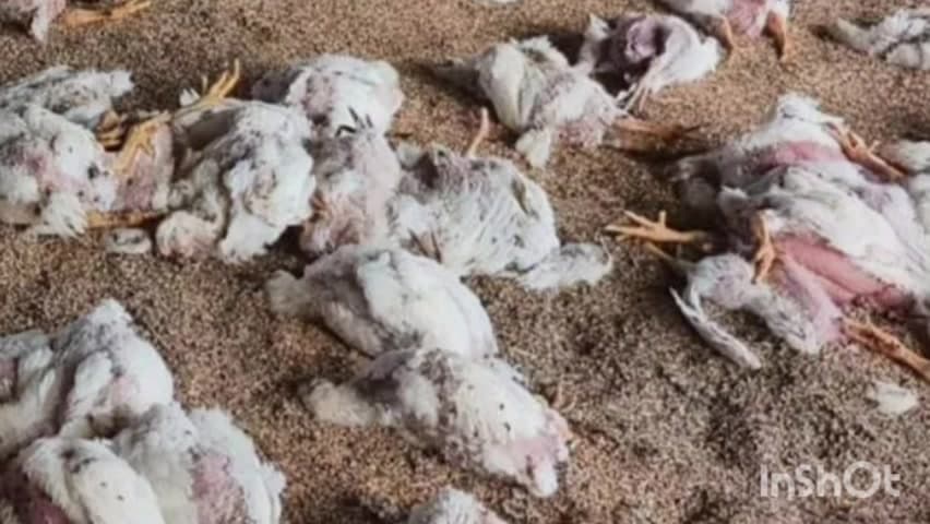 सिंदेवाही: शिंदेवाही तहसील कार्यालयाच्या भिंतीलागत सार्वजनिक ठिकाणी मृत कोंबड्यांचा टाकला साठा