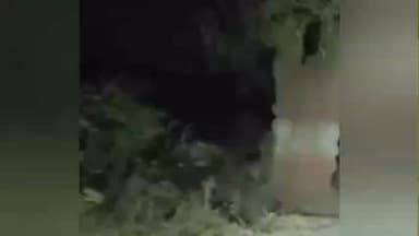 अक्कलकुवा: महाराष्ट्र गुजरात सीमावरती भाग खापर सेलंबाजवळ महुच्या झाडावर बिबटचे दर्शन