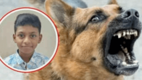 कर्जत: रस्त्यावरुन जाताना पिसाळलेल्या कुत्र्यांचा हल्ला, कर्जतमध्ये 9 वर्षांचा ऋषिकेशचा दुर्दैवी मृत्यू