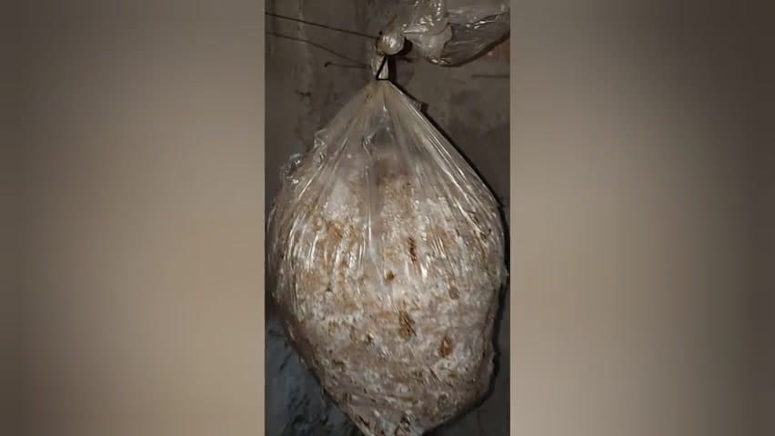 mushroom kaise ugate hain usko dekhne ke liye Mujhko follow Karen