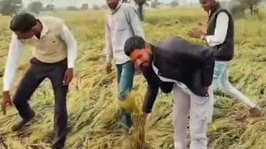 तहसील के गांव गोगापुर में तेज हवा और प्राकृतिक आपदा से कई किसानों के खेत की फसलें हुई खराब