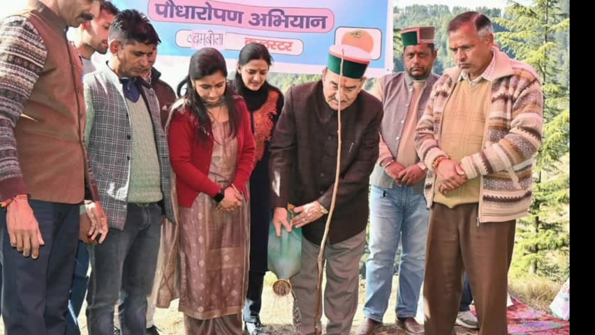 पधर: पराशर घाटी में जापानी फल की खेती को बढ़ावा, बम्बोला क्लस्टर में रोपण अभियान शुरू