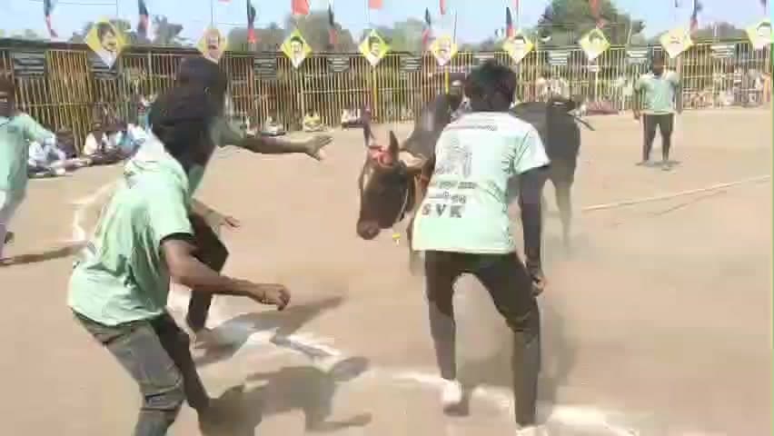 சிங்கம்புனரி: சிங்கம்புணரியில் மாபெரும் வடமாடு மஞ்சுவிரட்டு – அமைச்சர் பெரியகருப்பன் தொடங்கி வைத்தார்