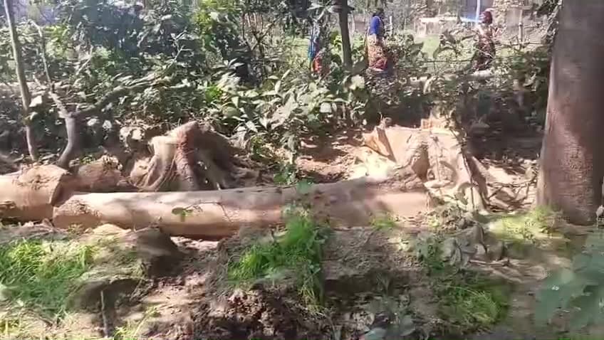 #Raebareli #जगतपुर थाना क्षेत्र अंतर्गत नवाबगंज बेनिकामा के धोधे पुरवा में हरे पेड़ो की कटाई,सो रहा वन विभाग #viralvideo
