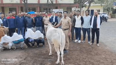 अकोट: अकोट शहर पोलिसांची धडक कारवाई; २० क्विंटल गोमांस जप्त, तीन गोवंशांना जीवनदान
