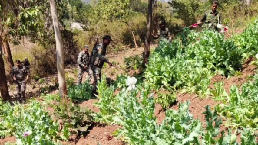 बंदगांव: नक्सल प्रभावित क्षेत्र में पुलिस ने अवैध अफीम की खेती नष्ट की