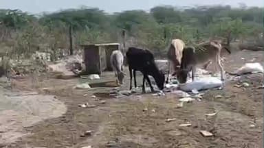 भूपालसागर: आकोला में नगर पालिका के डंपिंग यार्ड में कचरे के ढेर पर दम तोड़ती संवेदनाएं, प्लास्टिक निगलने को मजबूर गायें