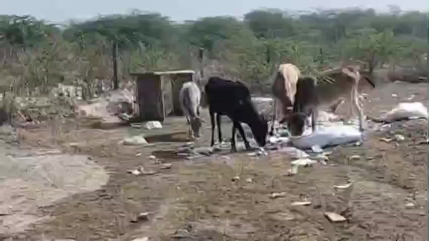 भूपालसागर: आकोला में नगर पालिका के डंपिंग यार्ड में कचरे के ढेर पर दम तोड़ती संवेदनाएं, प्लास्टिक निगलने को मजबूर गायें