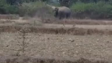 जैतहरी: धनगवां बीट के जंगल में हाथियों का डेरा, वन विभाग अलर्ट