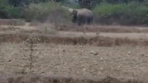 जैतहरी: धनगवां बीट के जंगल में हाथियों का डेरा, वन विभाग अलर्ट
