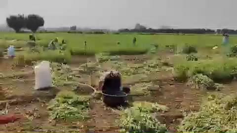सुनेल: उन्हेल में अश्वगंधा की फसल की कटाई शुरू हुई