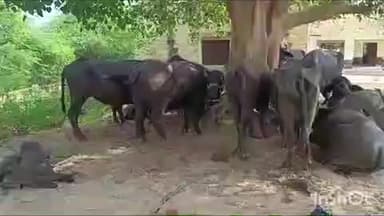 मनिया: मनियां पुलिस की कार्रवाई में अवैध हथियार, पशु क्रूरता और अवैध खनन के मामले में 7 लोग गिरफ्तार