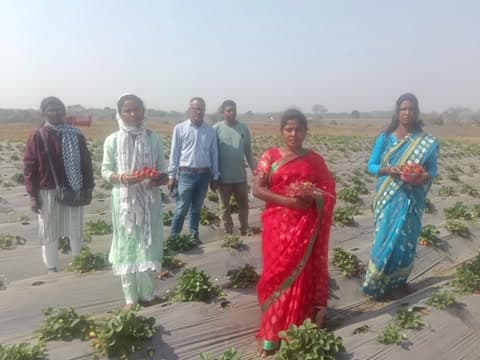 तांतनगर: तांतनगर प्रखंड में स्ट्रॉबेरी की खेती से महिला किसान हो रहीं संपन्न, राज्य में हैं अव्वल