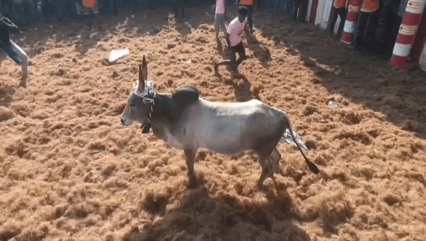 இலுப்பூர்: தென்னளுர் கிராமத்தில் விறுவிறுப்பாக நடைபெற்று வரும் ஜல்லிக்கட்டு போட்டிகள் ஏராளமான பார்வையிட்டு வருகின்றனர் RDO கோபால் சிங் துவக்கி வைத்தார்