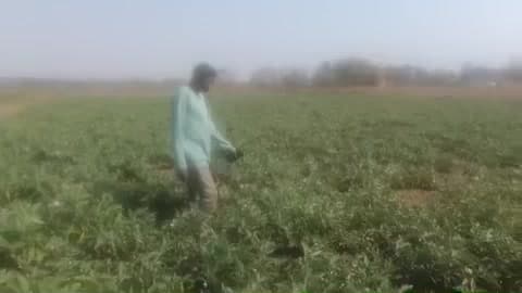तांतनगर: तांतनगर के शिबू सिरका ने सिंचाई से बागवानी कर सालाना एक लाख से अधिक की कमाई कर मिसाल कायम की