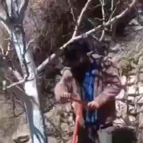 टापरी: ज़िले के निचले ग्रामीण इलाकों में सेब बगीचों को बीमारियों से बचाने के लिए लोगों ने शुरू की मिट्टी की जांच प्रक्रिया