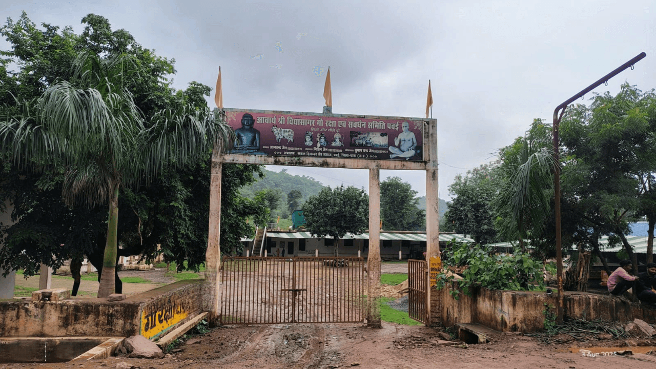 सिमरिया: पन्ना: ‘गौशाला’ अब बनेगी ‘गिद्धों’ की रक्षक, श्री विद्यासागर गौशाला को मिला पहला स्व-प्रमाणन
