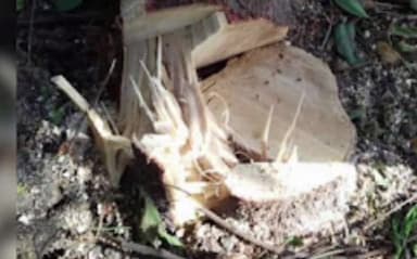 स्लीमनाबाद: कौड़िया गांव में चंदन प्लांट से 9 बेशकीमती पेड़ काटकर ले गए चोर, पुलिस कर रही है जांच