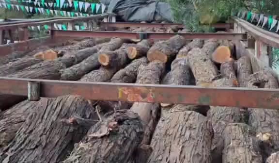 पड़वा: कजरी में पुराने नेशनल हाईवे पर ट्रक से 26430 किलो प्रतिबंधित खैर की लकड़ी बरामद, चालक फरार