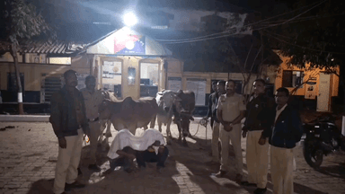 मुर्तीजापूर: बोरगाव मंजू पोलिसांकडून ४ गोवंशांची सुटका; दोघांना अटक