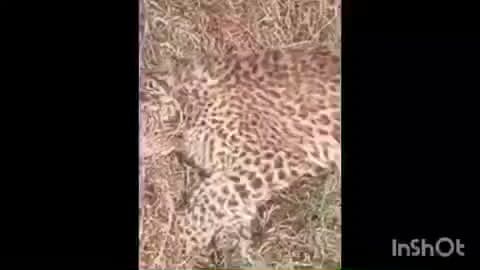 मिहींपुरवा: कतर्नियाघाट में मिले तेंदुए के दो शावकों के शव, बड़े जानवर के हमले में मौत की आशंका, पीएम रिपोर्ट का इंतजार