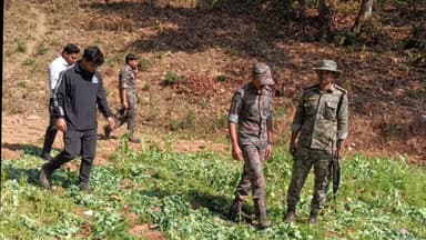 बंदगांव: टेबो में पुलिस की बड़ी कार्रवाई, 25 डिसमिल में लगी अवैध अफीम की खेती नष्ट की