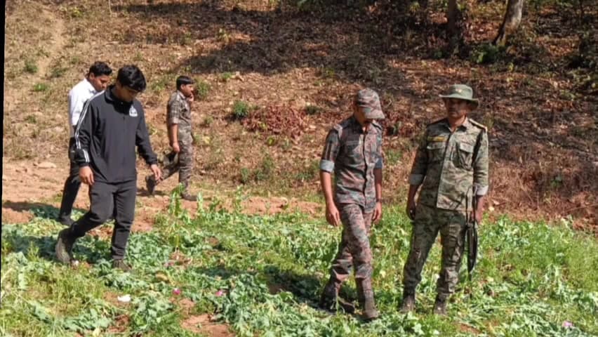 बंदगांव: टेबो में पुलिस की बड़ी कार्रवाई, 25 डिसमिल में लगी अवैध अफीम की खेती नष्ट की