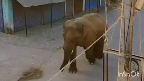 बाराचट्टी: बाराचट्टी क्षेत्र में जंगली हाथी आने से दहशत, वन विभाग की टीम हाथी को जंगल की ओर खदेड़ने में लगी